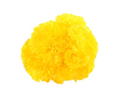 Ramillete de claveles de color Amarillo