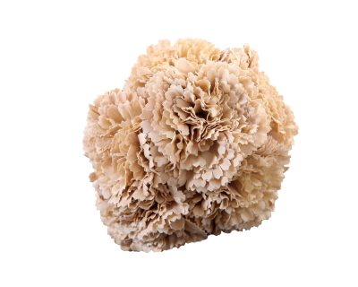 Ramillete de claveles de color Beige Claro