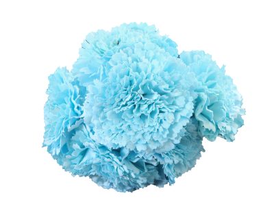 Ramillete de claveles de color Celeste Bebé