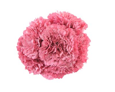 Ramillete de claveles de color Rosa Chicle