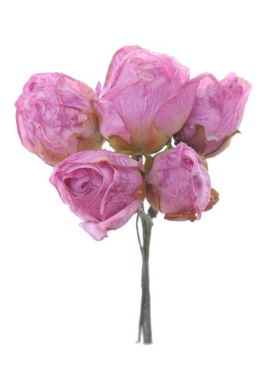 Capullo envejecido de rosas color Rosa Malva