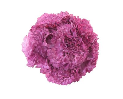 Ramillete de claveles de color Rosa Malva