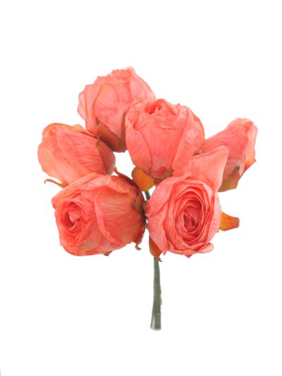 Capullo envejecido de rosas color Salmón