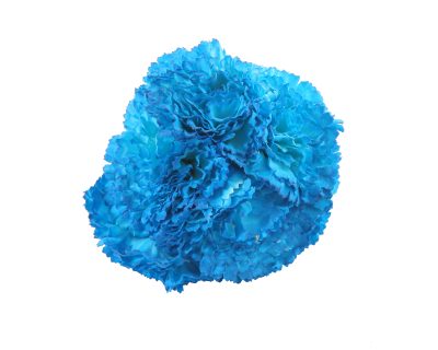 Ramillete de claveles de color Turquesa