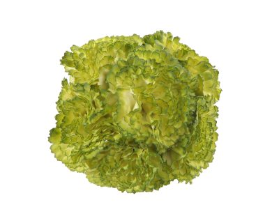 Ramillete de claveles de color Verde Pistacho