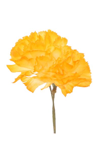 Clavellina de niña mostaza