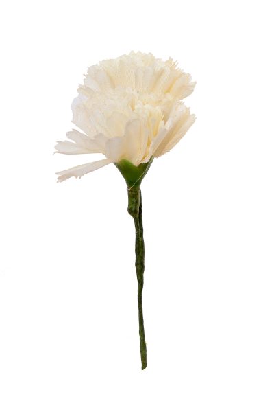 Clavellina de niña mini blanca