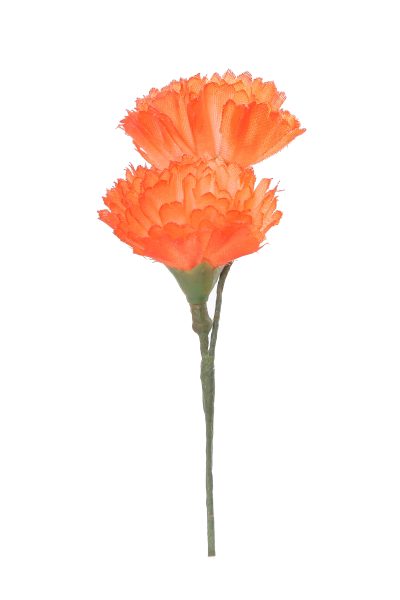 Clavellina de niña mini calabaza