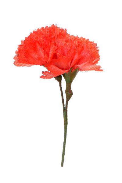 Clavellina de niña mini coral