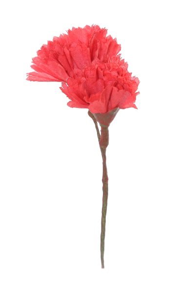 Clavellina de niña mini coralina