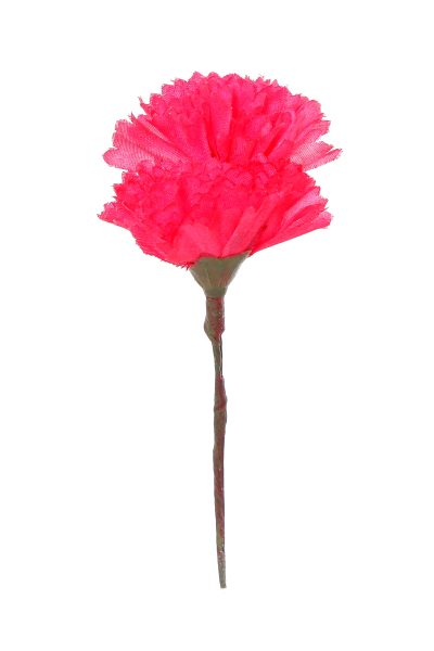 Clavellina de niña mini fucsia