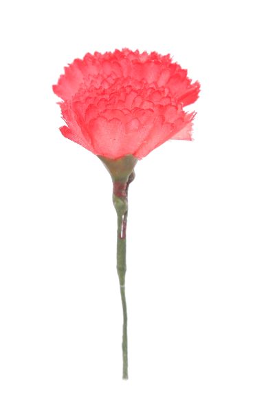 Clavellina de niña mini rojo gitano