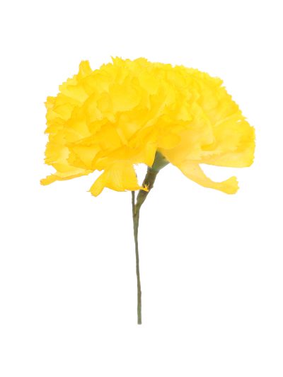 Clavellina de niña amarilla