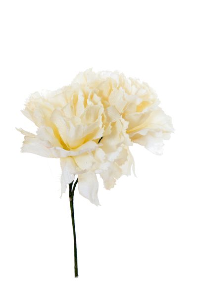 Clavellina de niña blanca