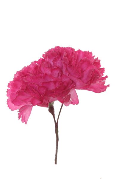 Clavellina de niña buganvilla claro