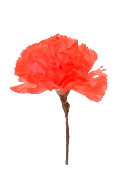 Clavellina de niña coral