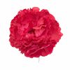 Flor de flamenca estilo peonia color Carmín