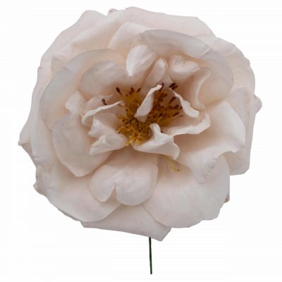 Rosa de flamenca color Marfil