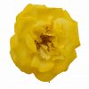 Rosa de flamenca color Amarillo