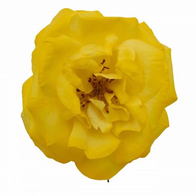 Rosa de flamenca color Amarillo