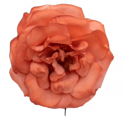 Rosa de flamenca color Coral