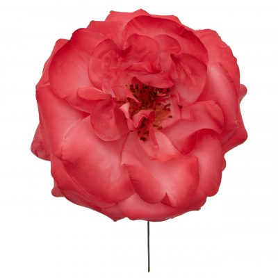 Rosa de flamenca color Coral