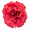 Rosa de flamenca color Rojo