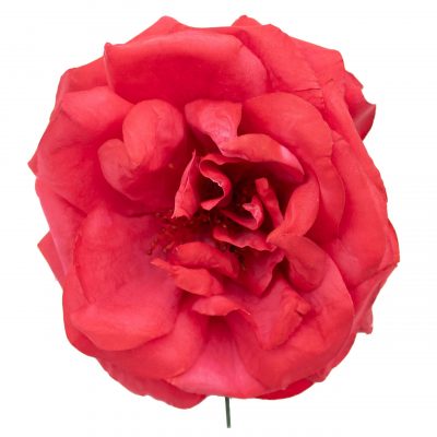 Rosa de flamenca color Rojo