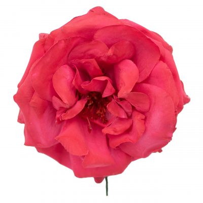 Rosa de flamenca color Rojo Carmín