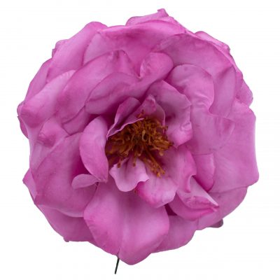 Rosa de flamenca color Buganvilla