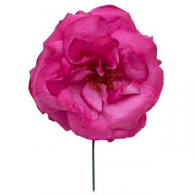 Rosa de flamenca color Buganvilla