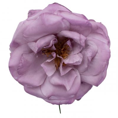 Rosa de flamenca color Malva Antiguo
