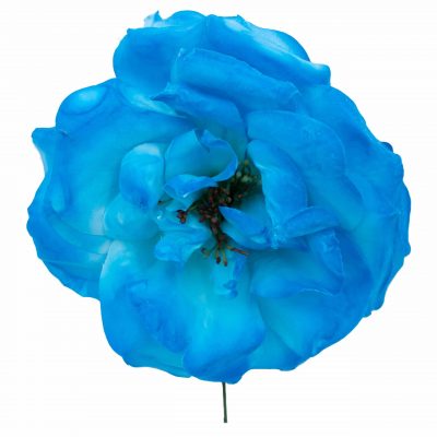 Rosa de flamenca color Azul Turquesa