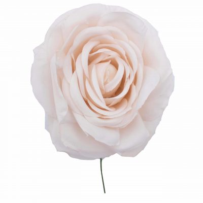 Rosa de flamenca color Marfil