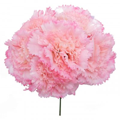 Ramillete de claveles de color Rosa Pastel