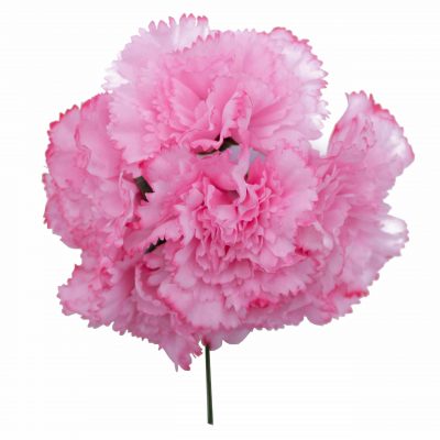 Ramillete de claveles de color Rosa