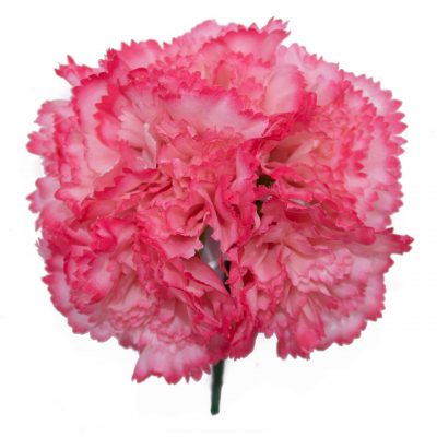 Ramillete de claveles de color Rosa