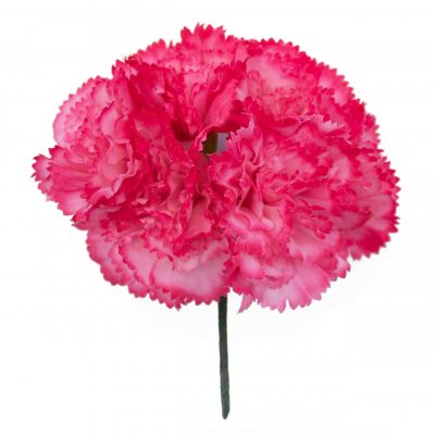 Ramillete de claveles de color Fresa