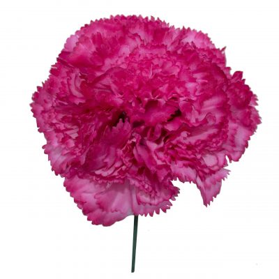 Ramillete de claveles de color Frambuesa