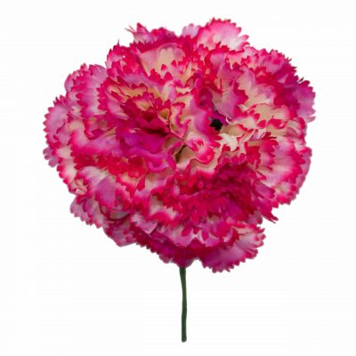 Ramillete de claveles de color Fucsia Degradado