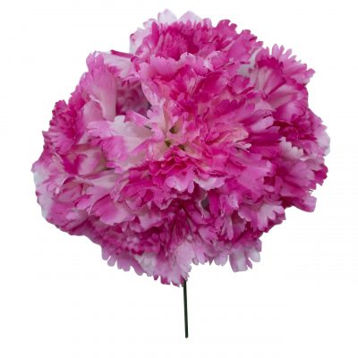 Ramillete de claveles de color Buganvilla Degradado