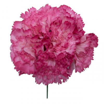 Ramillete de claveles de color Buganvilla