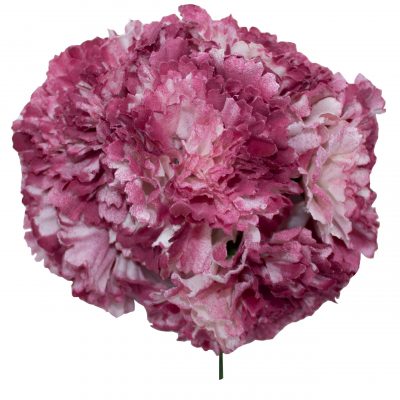 Ramillete de claveles de color Frambuesa Degradado