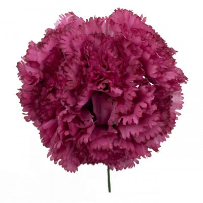 Ramillete de claveles de color Tinto