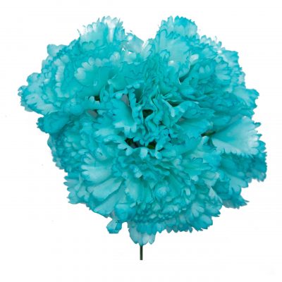 Ramillete de claveles de color Aguamarina Claro