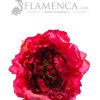 Bougainvillea flamenco flower