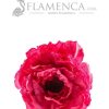 Flamenco raspberry flower