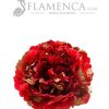 Red flamenco flower with gold highlights