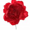 Peonia rizada roja