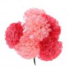 Ramillete de flamenca en tonos rosas